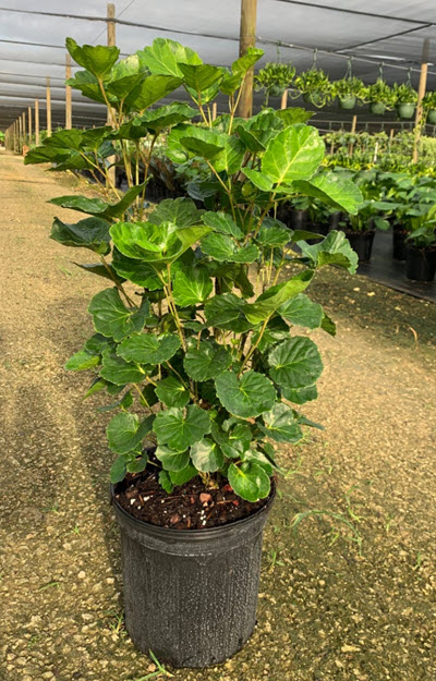 10" Aralia Balfour Stump